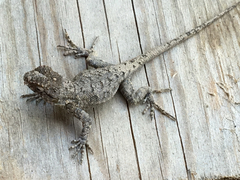 Sceloporus occidentalis