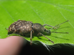 Otiorhynchus subdentatus