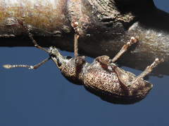 Otiorhynchus subdentatus