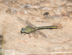 Gomphus pulchellus