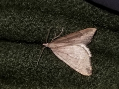 Xanthorhoe occulta