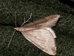 Xanthorhoe occulta