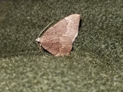 Xanthorhoe occulta