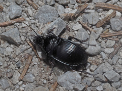 Abax ovalis