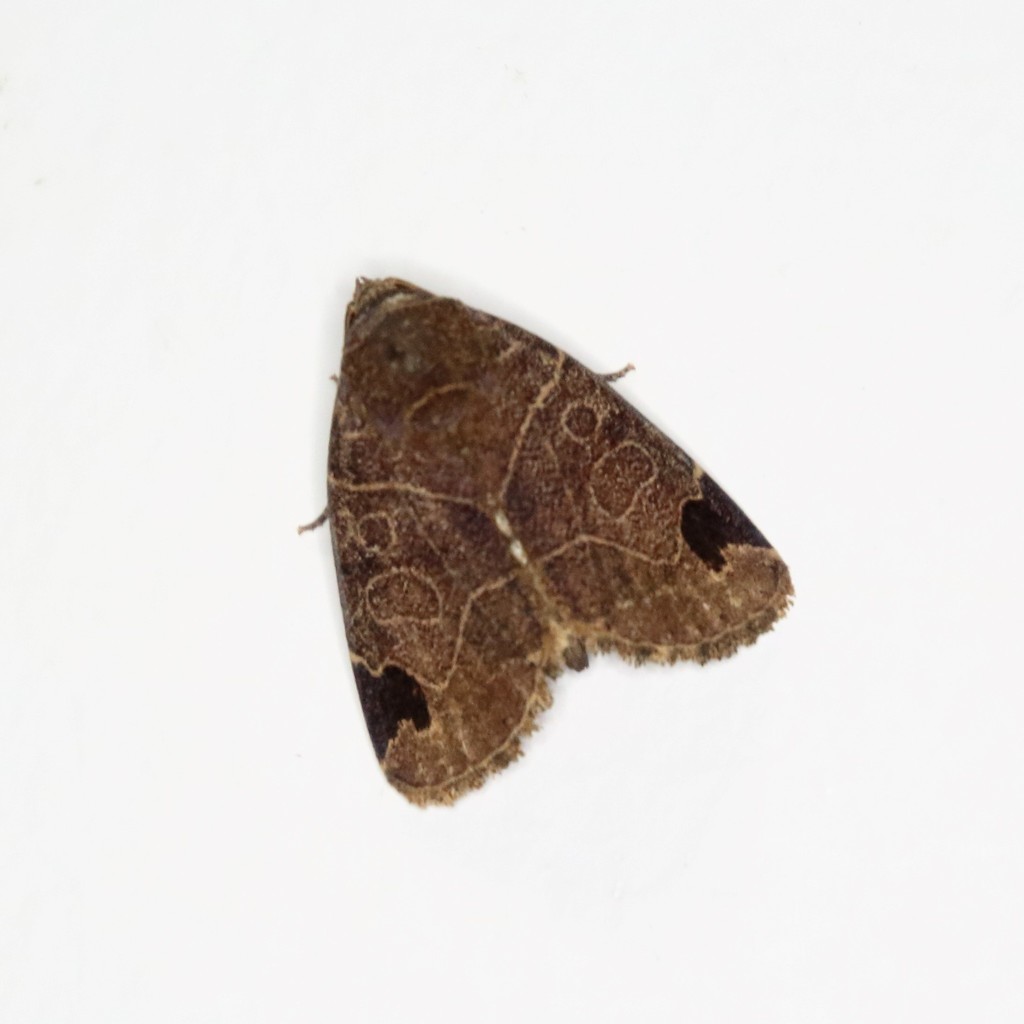 Imosca