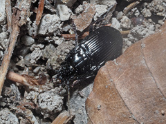 Abax ovalis