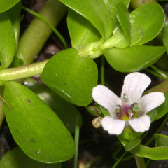 Bacopa