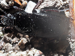 Abax ovalis