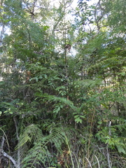 Araucaria cunninghamii