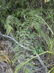Araucaria cunninghamii