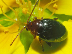 Neocrepidodera