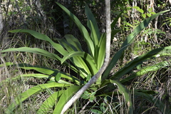 Crinum pedunculatum