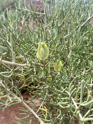 Zygophyllum xanthoxylum
