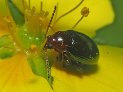 Neocrepidodera