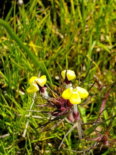 iNaturalist observation photo of butter-and-eggs