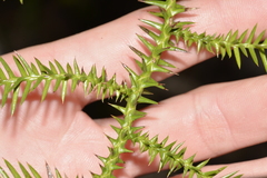 Araucaria cunninghamii