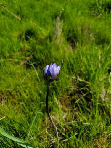 iNaturalist observation photo of blue dicks