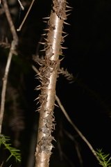 Araucaria cunninghamii
