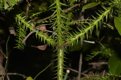 Araucaria cunninghamii