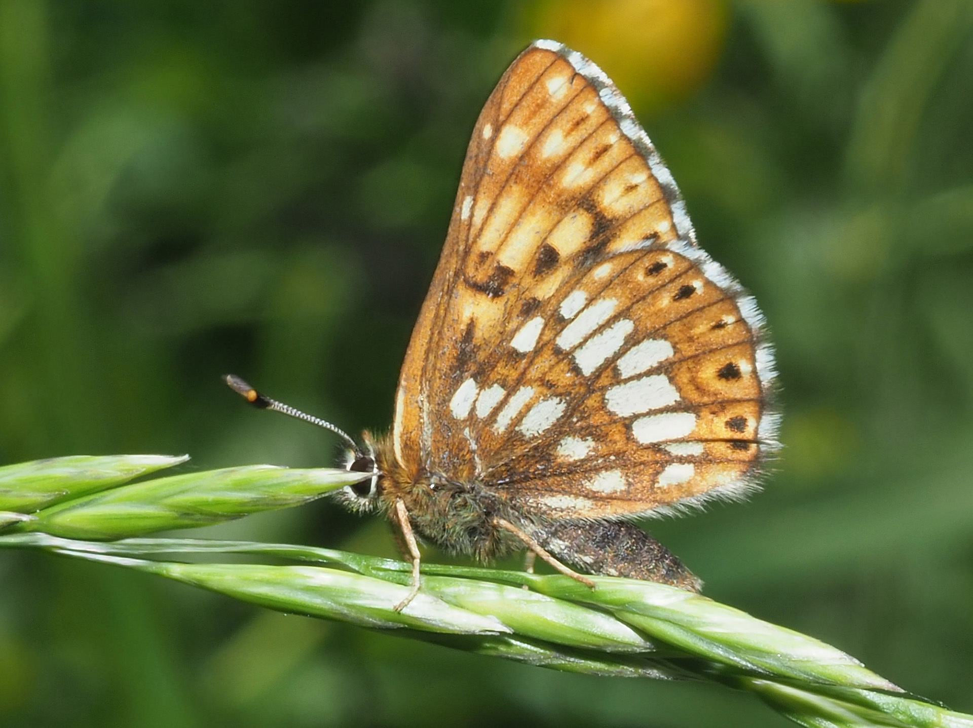Duke of Burgundy (Hamearis lucina) · iNaturalist