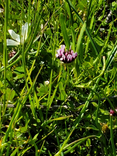 iNaturalist observation photo of white-tipped clover
