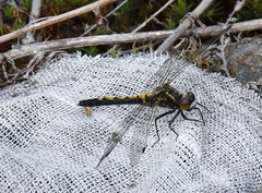 Leucorrhinia intermedia