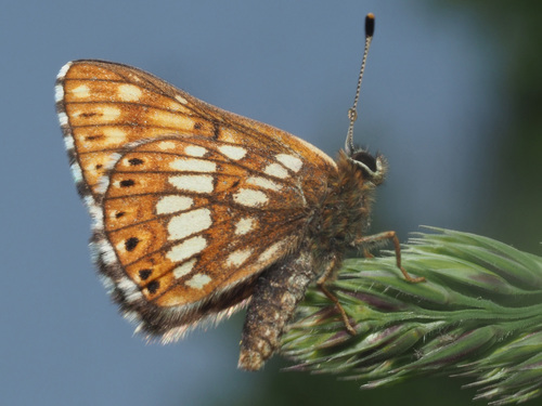 Duke of Burgundy