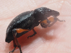 Otiorhynchus sensitivus