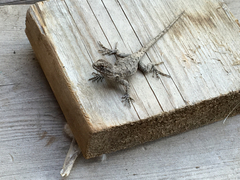 Sceloporus occidentalis