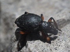 Otiorhynchus sensitivus