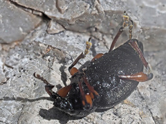 Otiorhynchus sensitivus