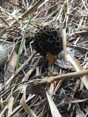Morchella esculenta