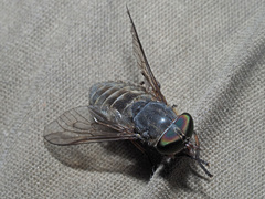 Tabanus bovinus