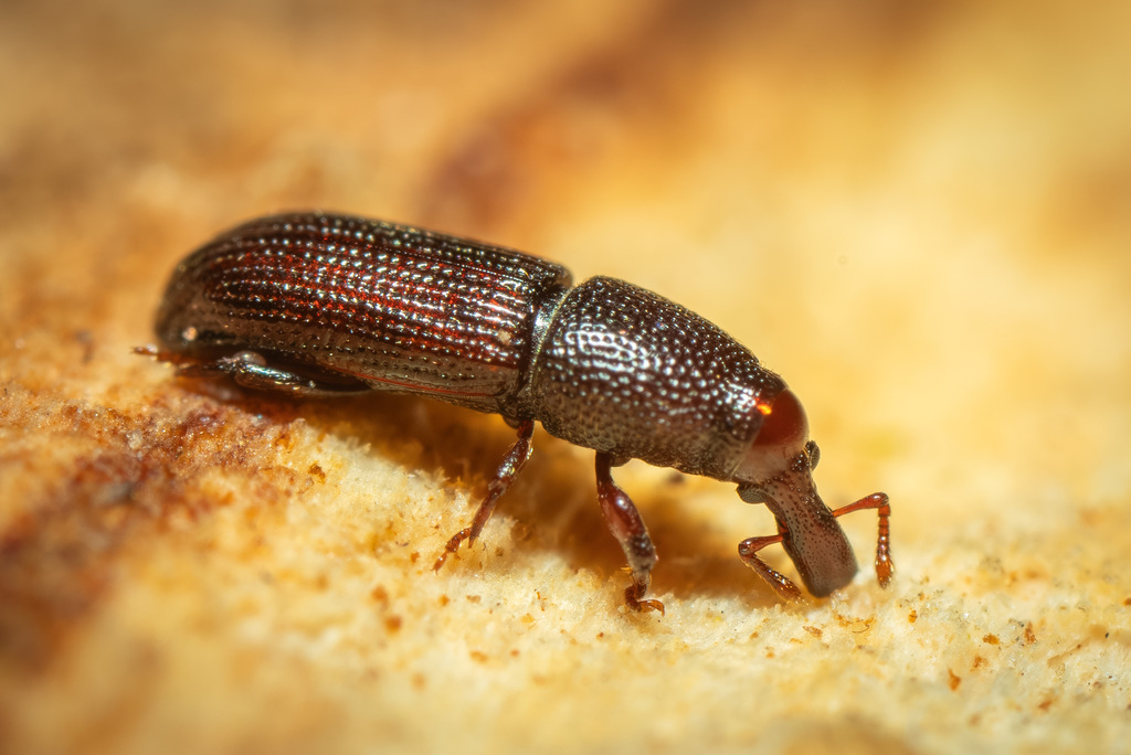 Weevil