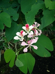 Bauhinia monandra image