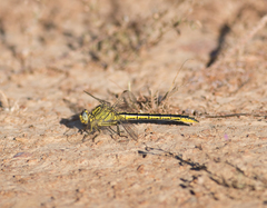 Gomphus pulchellus