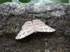 Hamadryas glauconome