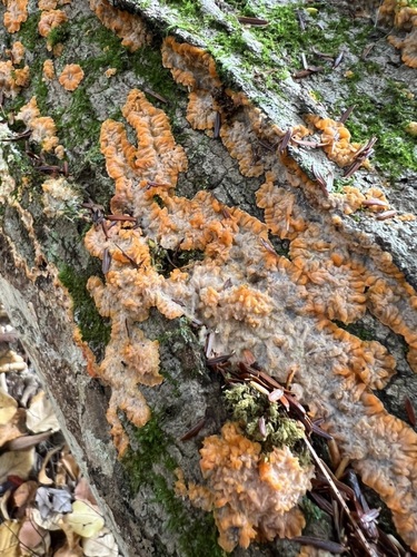 Wrinkled Crust
