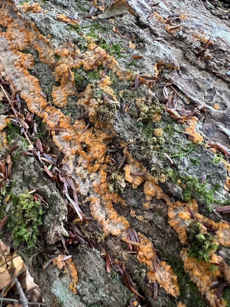 Wrinkled Crust