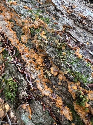 Wrinkled Crust