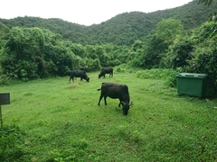 Bos