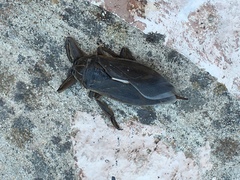 Lethocerus patruelis