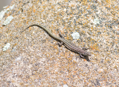 Podarcis guadarramae guadarramae