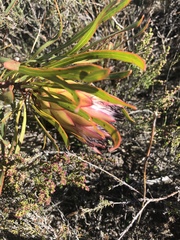 Protea pudens