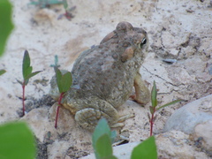 Anaxyrus microscaphus