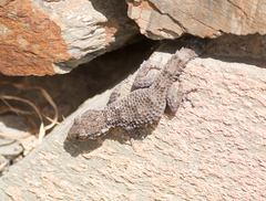 Tarentola mauritanica mauritanica