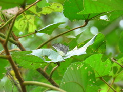 Lieinix nemesis atthis