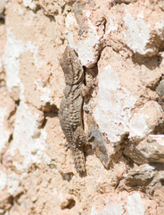 Tarentola mauritanica mauritanica