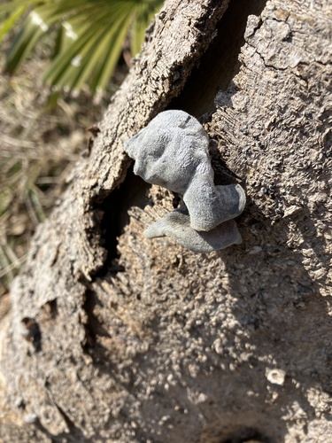 Auricularia polytricha