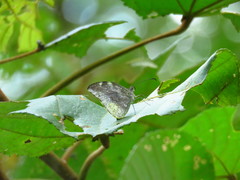 Lieinix nemesis atthis